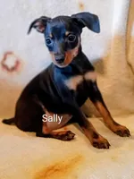 Sally, a female Miniature Pinscher for sale in Alma, MI – 1 of 1