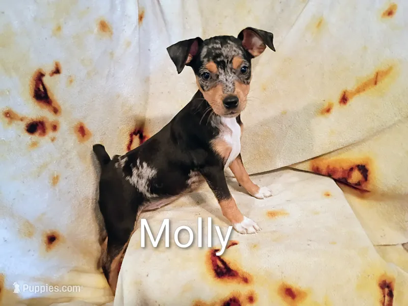 Molly  – Jack Russell Terrier, Miniature Pinscher puppy for sale in Alma, MI