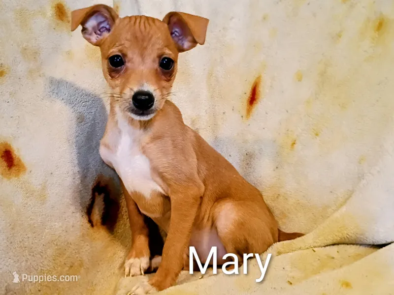 Mary  – Jack Russell Terrier, Miniature Pinscher puppy for sale in Alma, MI