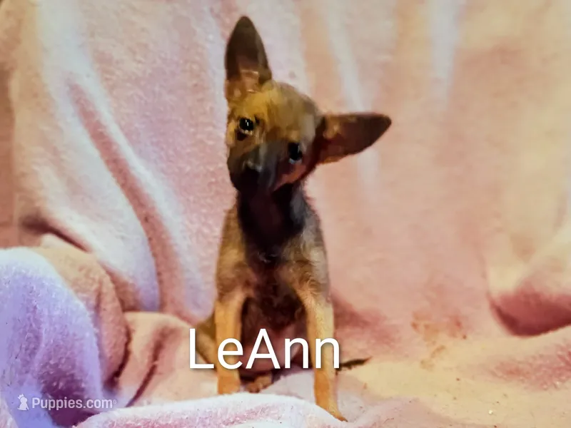 LeAnn  – Chihuahua, Pomeranian puppy for sale in Alma, MI