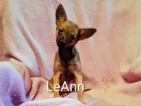 LeAnn , a female Chihuahua and Pomeranian for sale in Alma, MI – 1 of 1