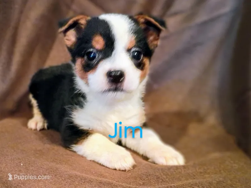 Jim – Jack Russell Terrier, Yorkshire Terrier puppy for sale in Alma, MI