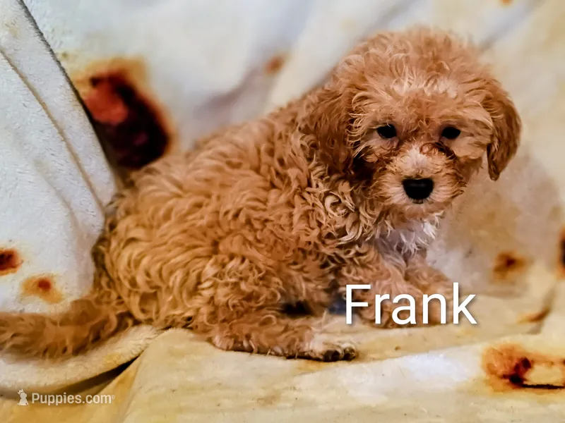 Frank  – Shihpoo puppy for sale in Alma, MI