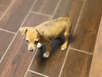 Maverick , a male Jack Russell Terrier and Miniature Pinscher for sale in Alma, MI – 2 of 2
