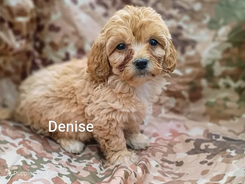 Denise  – Shihpoo puppy for sale in Alma, MI