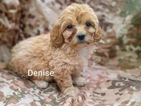 Denise , a female Shihpoo for sale in Alma, MI – 1 of 1