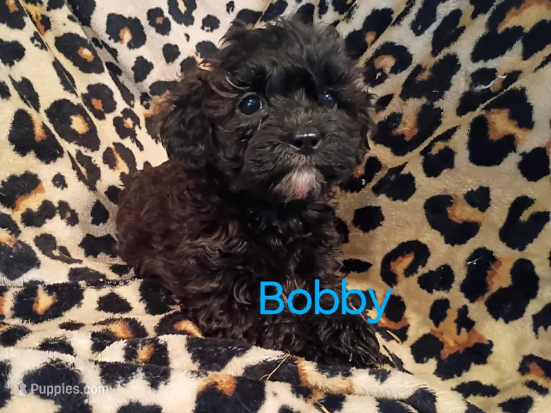 Bobby – Shihpoo puppy for sale in Alma, MI
