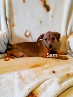 Sam, a male Miniature Pinscher for sale in Alma, MI – 1 of 1