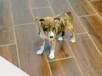 Maxine , a female Jack Russell Terrier and Miniature Pinscher for sale in Alma, MI – 2 of 3