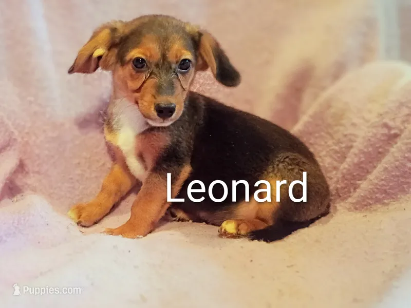 Leonard  – Pomeranian, Yorkshire Terrier puppy for sale in Alma, MI