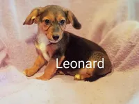 Leonard , a male Pomeranian and Yorkshire Terrier for sale in Alma, MI – 1 of 1