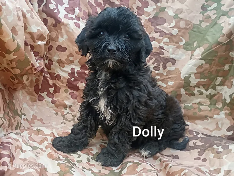 Dolly  – Shihpoo puppy for sale in Alma, MI