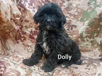 Dolly , a female Shihpoo for sale in Alma, MI – 1 of 1