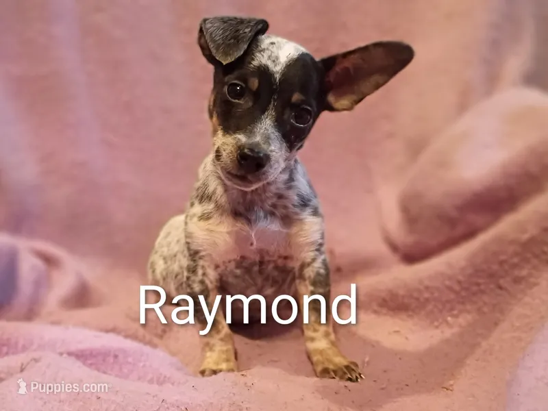Raymond  – Jack Russell Terrier, Beagle puppy for sale in Alma, MI