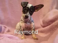 Raymond , a male Jack Russell Terrier and Beagle for sale in Alma, MI – 1 of 1