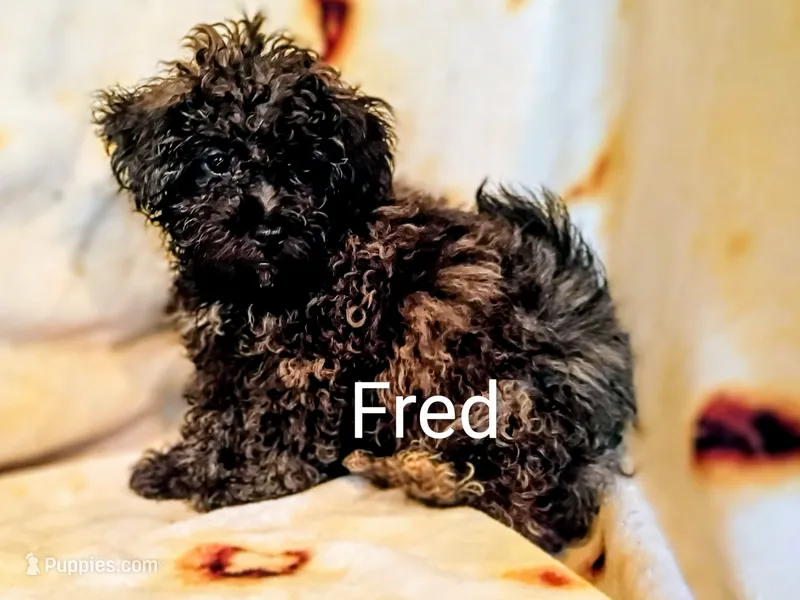 Fred – Shihpoo puppy for sale in Alma, MI