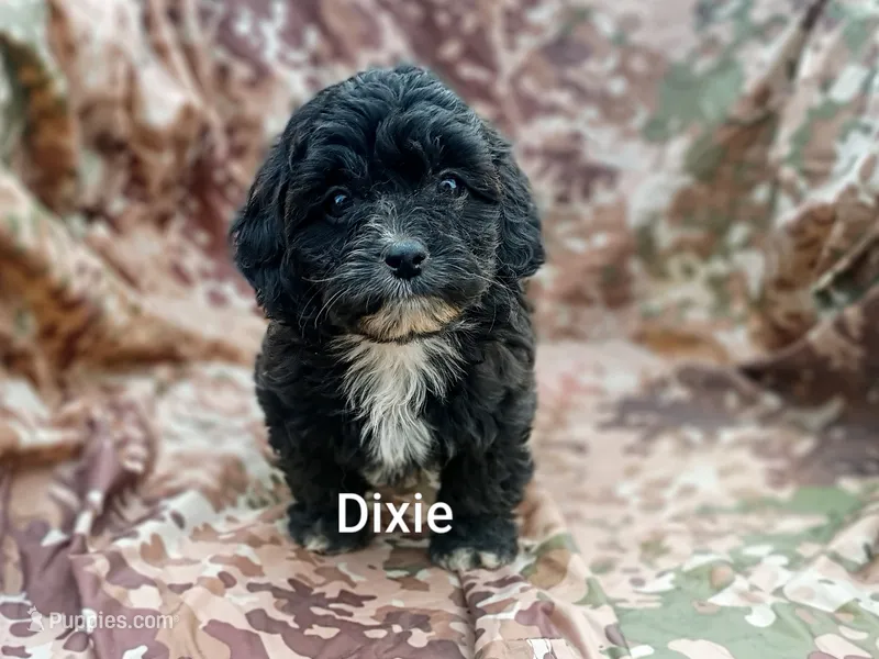 Dixie  – Shihpoo puppy for sale in Alma, MI