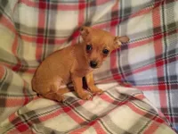 Chipper , a male Chihuahua for sale in Alma, MI – 2 of 2