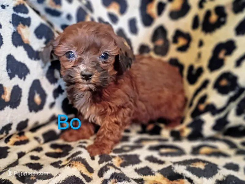 Bo – Shihpoo puppy for sale in Alma, MI