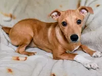 Maverick , a male Jack Russell Terrier and Miniature Pinscher for sale in Alma, MI – 2 of 2