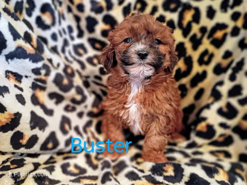 Buster – Shihpoo puppy for sale in Alma, MI