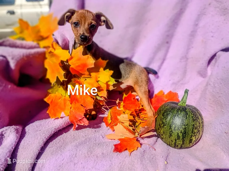 Mike  – Miniature Pinscher puppy for sale in Alma, MI