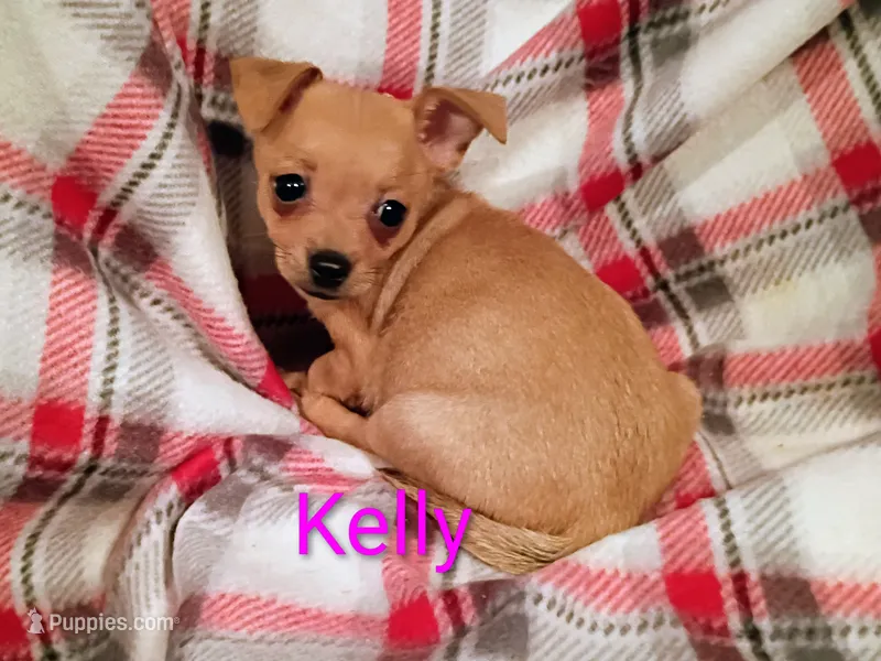 Kelly  – Chihuahua puppy for sale in Alma, MI