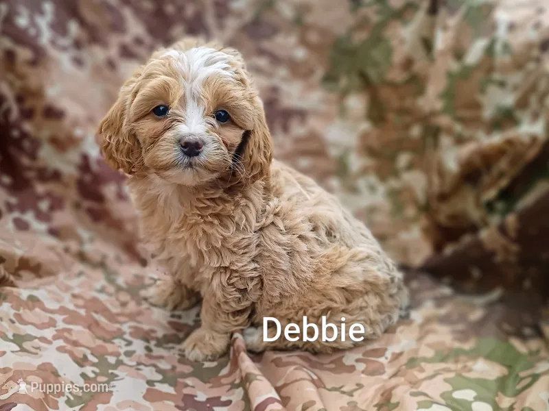 Debbie  – Shihpoo puppy for sale in Alma, MI