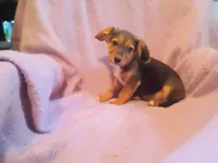Leonard , a male Jack Russell Terrier for sale in Alma, MI – 2 of 2