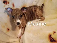 Maxine , a female Jack Russell Terrier and Miniature Pinscher for sale in Alma, MI – 1 of 3