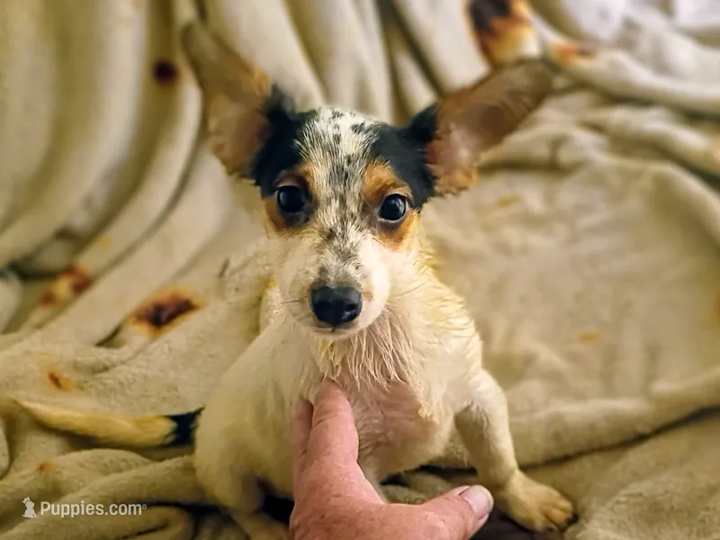 Lyle  – Jack Russell Terrier puppy for sale in Alma, MI