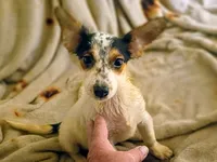 Lyle , a male Jack Russell Terrier for sale in Alma, MI – 1 of 1