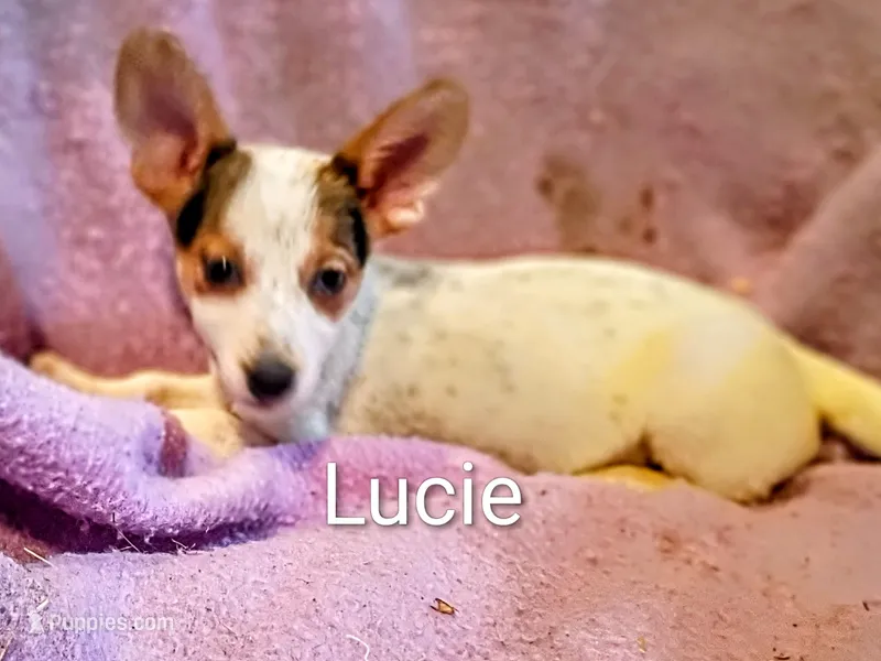 Lucie  – Pomeranian, Yorkshire Terrier puppy for sale in Alma, MI