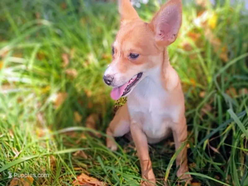 Leslie  – Jack Russell Terrier puppy for sale in Alma, MI