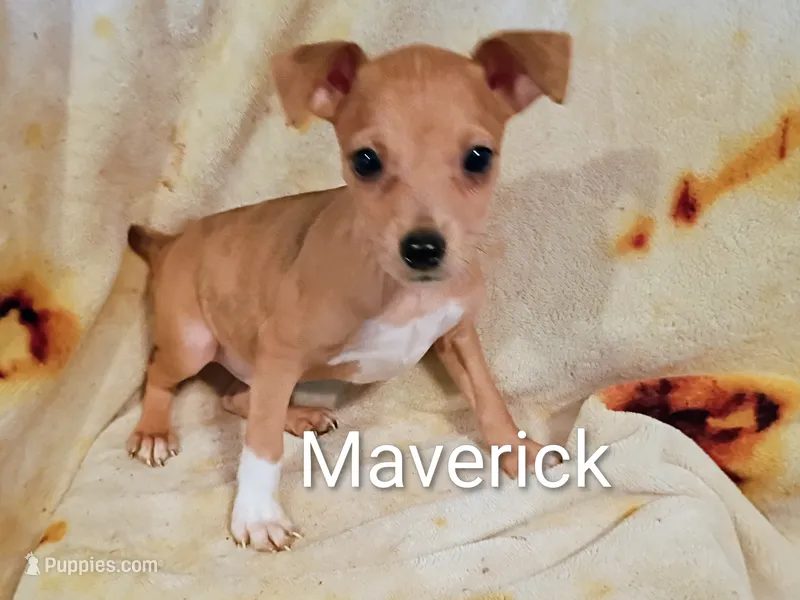 Maverick  – Jack Russell Terrier, Miniature Pinscher puppy for sale in Alma, MI