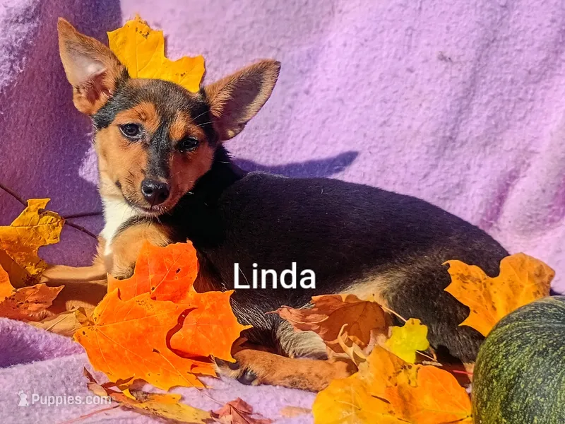 Linda  – Jack Russell Terrier puppy for sale in Alma, MI