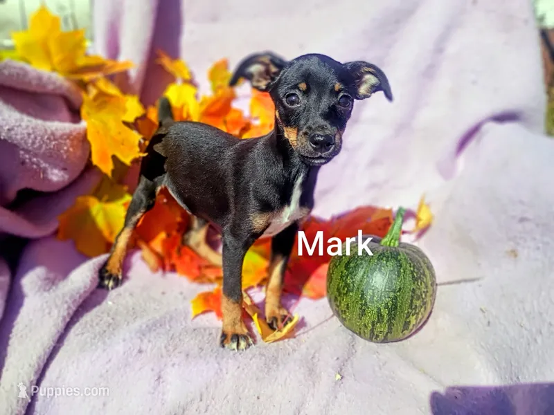 Mark – Miniature Pinscher puppy for sale in Alma, MI