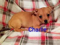 Charlie , a male Chihuahua for sale in Alma, MI – 1 of 1