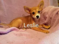 Leslie , a female Pomeranian and Yorkshire Terrier for sale in Alma, MI – 1 of 1