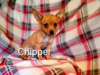 Chipper , a male Chihuahua for sale in Alma, MI – 1 of 2