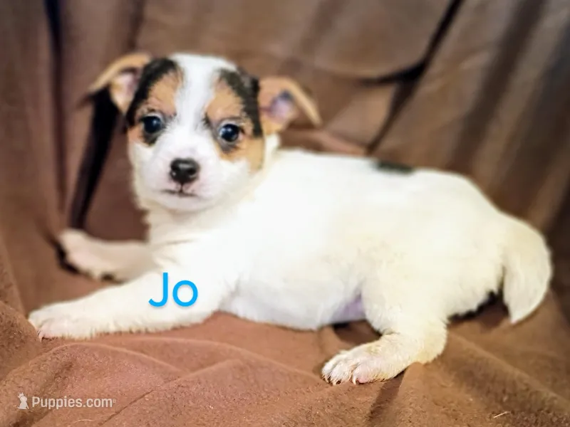 Jo – Jack Russell Terrier, Yorkshire Terrier puppy for sale in Alma, MI
