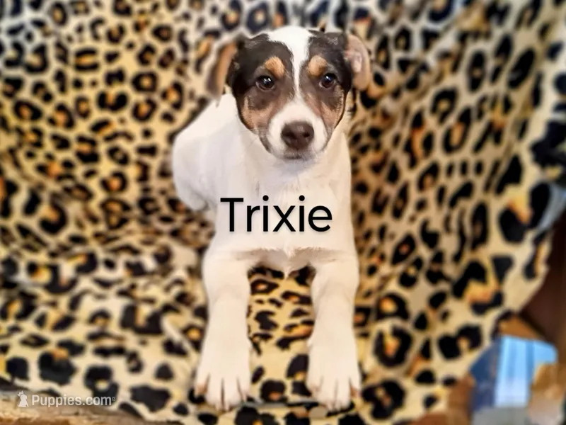 Trixie 