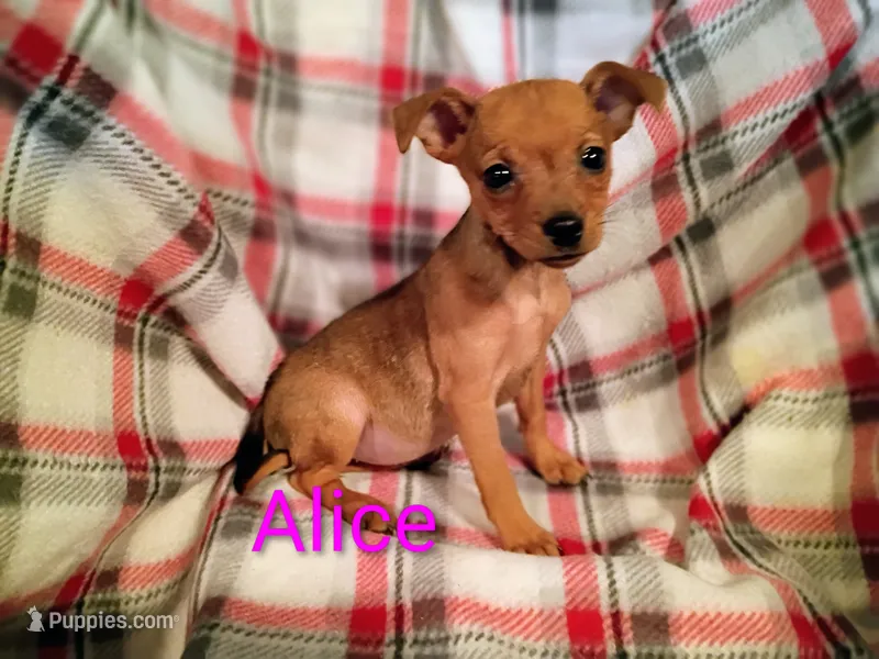 Alice  – Chihuahua, Miniature Pinscher puppy for sale in Alma, MI