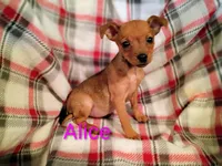 Alice , a female Chihuahua and Miniature Pinscher for sale in Alma, MI – 1 of 1