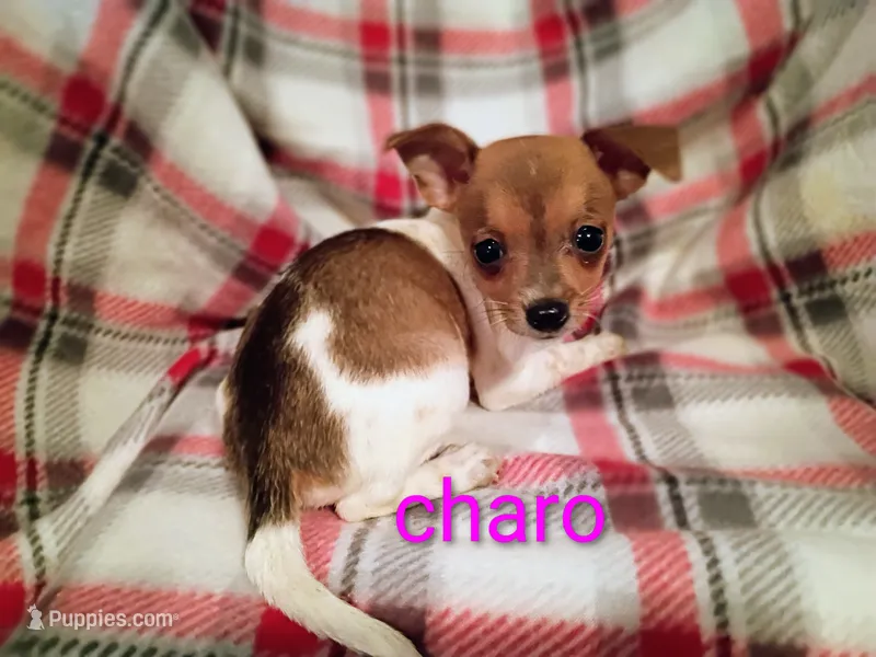 Charo – Chihuahua puppy for sale in Alma, MI