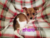 Charo, a female Chihuahua for sale in Alma, MI – 1 of 1