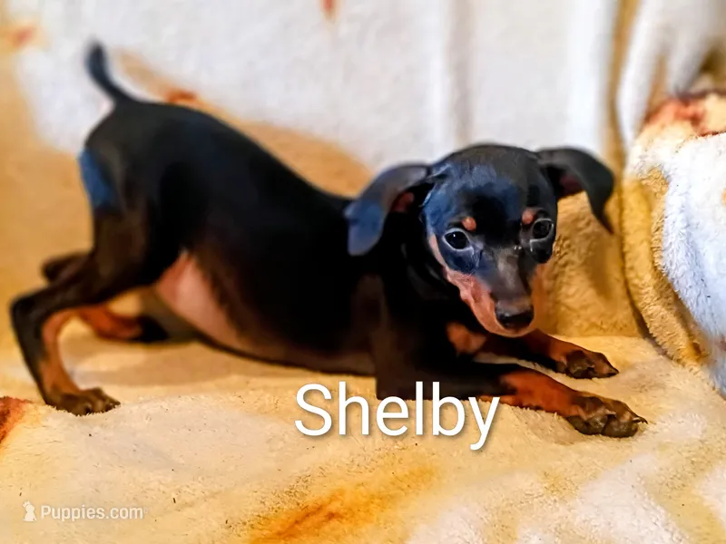 Shelby  – Miniature Pinscher puppy for sale in Alma, MI