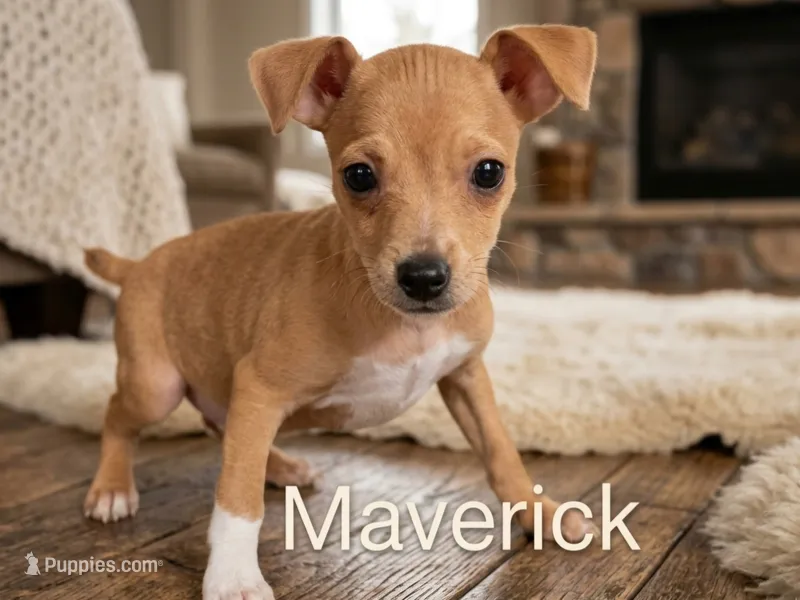 Maverick  – Jack Russell Terrier, Miniature Pinscher puppy for sale in Alma, MI