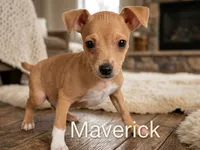 Maverick , a male Jack Russell Terrier and Miniature Pinscher for sale in Alma, MI – 1 of 2