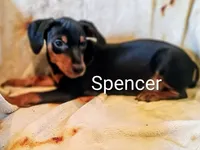 Spencer , a male Miniature Pinscher for sale in Alma, MI – 1 of 1
